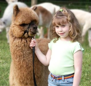 Celebrate the Alpaca Image